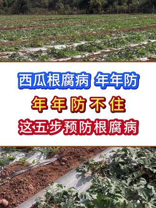 做好这五部预防西瓜根腐病#西瓜种植#西瓜管理#重茬种植西瓜#西瓜根腐