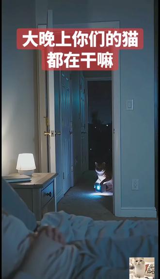 半夜猫咪扛音响蹦迪#宠物 #猫咪 #动物 #宠物成精啦 #逃生