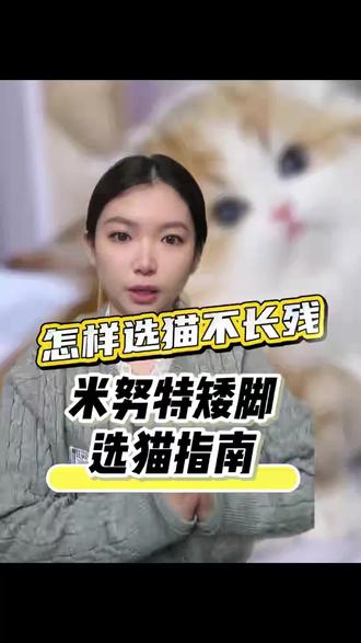 米努特矮脚猫,选猫避雷指南#养宠知识 #买猫避坑 #米努特矮脚猫 #拿破仑猫#选猫避坑指南