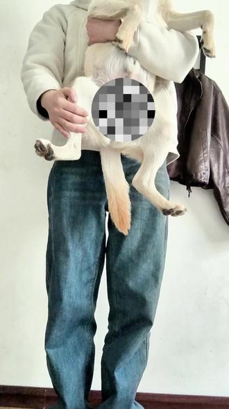 跳⃠跃⃠不⃠是⃠罪⃠过⃠
#中华田园犬#禅者行脚#狗子日常 #沙雕 #萌宠出道计划