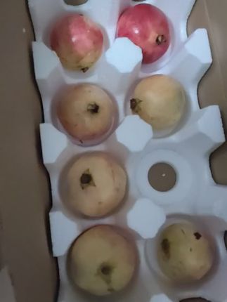 拍了两箱巨无霸,结果只给我发了一箱像大果一样,还有一个坏的,其它两箱里面都像中果还参了小果#我在抖音买买买