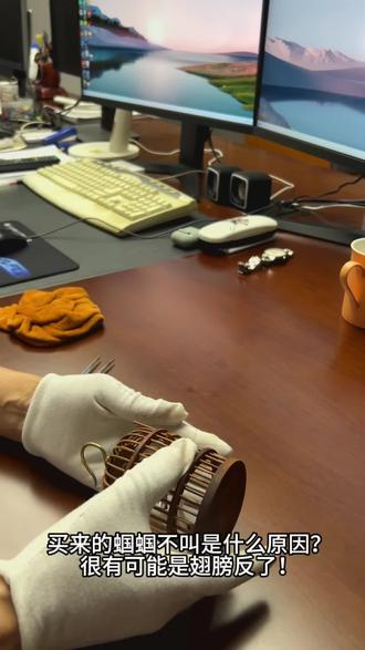 蝈蝈,鸣虫,蝈蝈为什么不叫!