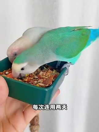 鹦鹉体瘦食欲不振没精神,说明该给它驱虫了,鹦鹉6个月之后每隔三个月就要做一次体内驱虫#鹦鹉 #鹦鹉饲养知识 #鹦鹉日常 #手养鸟 #萌宠