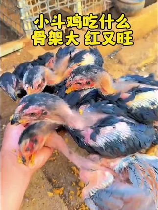 #斗鸡#高质量斗鸡#斗鸡养殖#斗鸡养殖技术#斗鸡文化