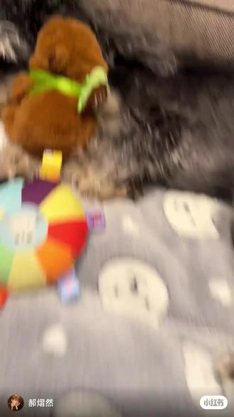 西哒和豆芽合体露面啦 #这个世界不能没有小动物 #萌宠萌不萌 #郝熠然