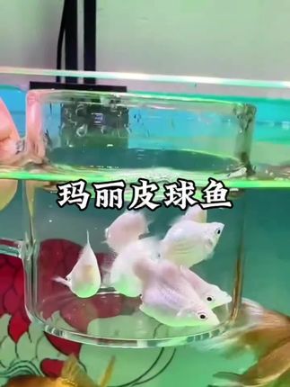 玛丽球鱼色彩艳丽,不用增氧不需要过滤,皮实好养,还能一窝一窝的生小鱼!