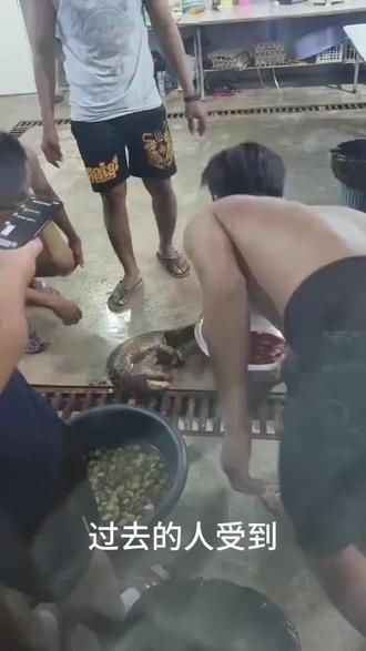 濒危穿山甲受国法保护,舌尖贪念必受严惩#保护动物 #保护野生动物 #穿山甲 #穿山甲有话说