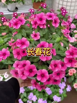 长春花又叫天天开,也叫五叶梅,它花期长,花量大,一年可以开300天,名副其实的开花机器,天气越热,开花越多#长春花#五叶梅#长春花盆栽#天天开长春花#爱生活爱养花