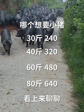 #黑猪 #生态黑猪#黑猪价格#莱芜黑猪北京黑猪#猪价 #猪价#三农 #三农