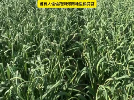 当有人跑到河南偷蒜苔#猫meme #搞笑 #内容过于真实 #河南 #蒜苔