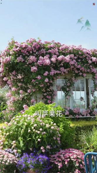 #月季 #爬藤月季 #好看的花一定要分享给你 #花卉绿植 #爱生活爱养花 @抖加🔥上热门🔥dou+🔥热点宝