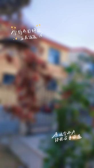 #赏菊
万盛高考志愿填报张老师