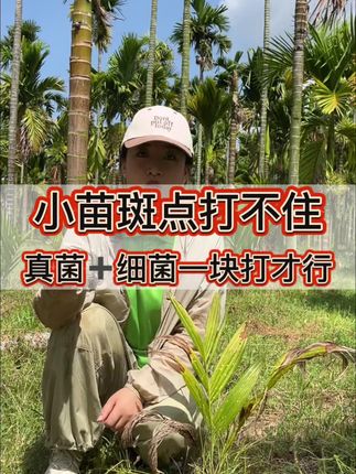 小苗斑点打不住咋办?#槟榔小苗 #槟榔种植 #槟榔病害 #槟榔管家优优 #槟榔管家永发店