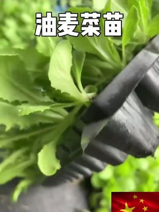 秋季蔬菜苗基地直发,各种秋季蔬菜苗应有尽有,都是一级苗,放心选购#油麦菜苗 #甘蓝苗 #西蓝花苗 #包菜苗 #芹菜苗基地