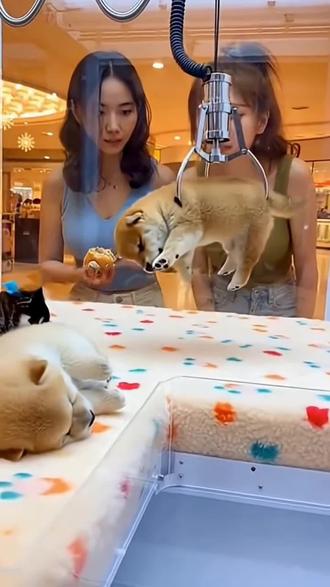 哇 这是谁家的小奶狗啊!