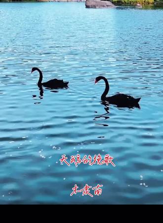 天鹅的挽歌
木隶南
1.
浮屿。月光——
水托起了一切。一只天鹅是孤独的疑问;两只
是悲伤的和。
2.
黑暗中,我们用宽大的翅膀击水。
水被带领。飞溅到星空,
后来又
散落进我们眼里,不知疲倦地闪烁。
3.
你明白吗,是弯月成就了那场舞蹈:
银色号角。死亡的乐器。
直到幕布腾空——
你躺下来,
从倒影里找到观众。
4.
真的。我们从没有离开飞翔。
从来没有。
而在说出“离开”这个词的时候,言语彼端,
你把细长的脖子伸向
雪。
5.
我不知道水草为什么会
再度枯萎。我也不知道那些消瘦的坟茔
埋葬了谁的歌声。那一天
我们来到这里;
那一天,我们把巢筑在沙哑上。
6.
终于看到流星了——
像一滴泪。我们漫步在繁星下,
从未想过
要用这么多眼泪清洗羽毛。
7.
是碎片。是被黑冷落的灰。
你蜷缩在水晕中心,
优雅。宁静。
作为洁白的瓷,被我釉一样的身体抱紧。
8.
请替我生擒一条水路。做浪花间的常客。
请挣脱每寸漩涡,回到岸边,
面对陆域全部的危险
说:
你爱我。
9.
可能因为风雨刚过,你的眼眶还是湿的。
我举着月亮的枷锁走近你,
囚徒般寻求
波纹中卑微的游戏。
10.
你不需要借雾隐藏自己。
你就是雾本身。
你一次次
被我从掌心推开,又一次次返回,
比之前,更浓。
11.
晚安,亲爱的。晚安,睡梦。
当我们交颈而眠,尘世被安顿在一道道吻痕里。
我们睡着了——
我们等待黑夜,成为永夜。
12.
“乌有的绝唱。”
13.
也许天亮前,我们还能藉以鸣叫复活;
也许我们还能
以水为碑,让涌动的文字
随涟漪,
在彼岸消散……