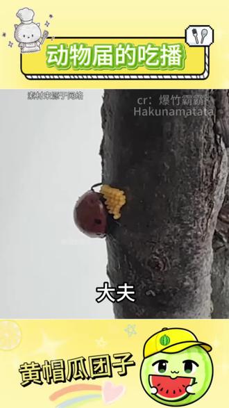 七星瓢虫 回去后连夜写了篇桃花源记!!#七星瓢虫#吃播#益虫#动物世界#蚜虫