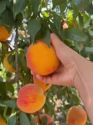 湖北正宗锦绣黄桃4.5斤大果源头产地现摘现发新鲜黄桃应季【直】#新鲜采摘 #快来一起尝个鲜 #优质水果# 黄桃#口感好