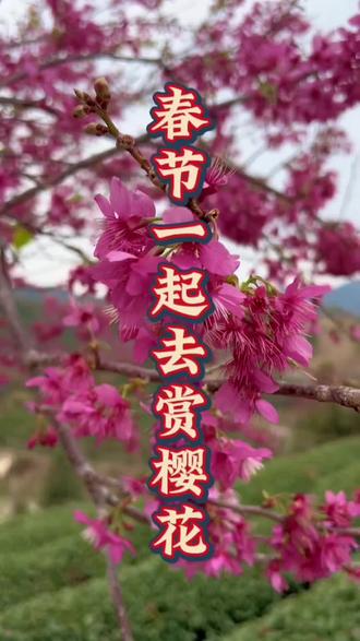 春节樱花路线#樱花#永福樱花#阴那山樱花园#春节快乐的n种方式#旅游让生活更美#马年新年祝福语