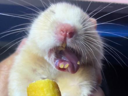 猪妞吃播来袭#猪妞#金丝熊 #仓鼠