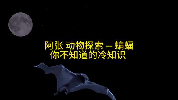 阿张 动物探索 -- 蝙蝠
你不知道的冷知识 #拒绝废话#科普#冷知识#省流 #冷知识科普