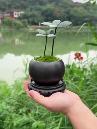 如果你觉得运气不好,那就一定要养一盆这样的四叶草,颜值高,寓意好,偶尔浇点水就可以。它四季常绿,每株四片叶子代表着爱情、幸运、健康和财富