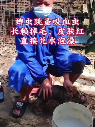 最近天气炎热是各种寄生虫高发期,猫狗等动物皮肤健康严重受影响,仅用一招轻松搞定#狗狗体外驱虫 #狗狗日常 #养狗经验分享
