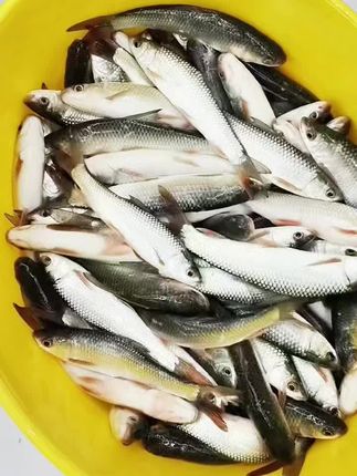 新鲜鲮鱼制作臭鱼发酵饵钓鲶鱼#臭鱼#臭鱼钓鲶鱼
