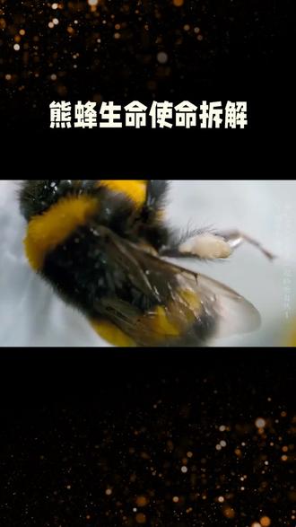 熊蜂的一生#熊蜂授粉 ##熊蜂王国 #熊蜂蜂王