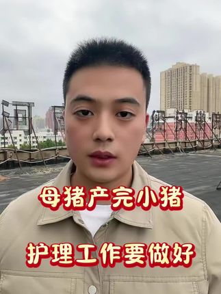 母猪产完小猪,护理工作要做好!#母猪产后护理 #母猪养殖技术 #养猪知识 #母猪产仔