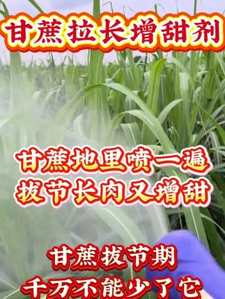 甘蔗拉长增甜剂,甘蔗增产叶面肥#甘蔗拉长增甜剂 #甘蔗种植 #甘蔗管理 #甘蔗#农业种植