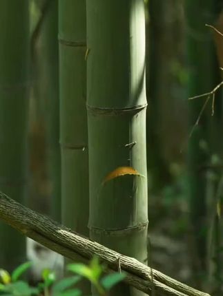 天然楠竹筷,大理石花纹,高档分餐筷公筷,一人一筷,抗菌防霉防滑竹筷子#筷子 #实用好物 #天然竹筷 #竹筷 #好物推荐🔥