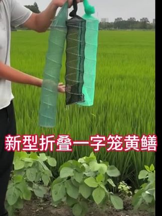 折叠一字弹簧黄鳝泥鳅笼#我的乡村生活 #真实户外#黄鳝#泥鳅#三农