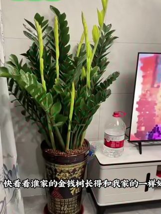 养好金钱树,枝繁叶茂绿油油好寓意都来了#金钱树 #金钱树养护 #金钱树盆栽 #金钱树黄叶 #金钱树叶子发黄怎么处理怎么补救