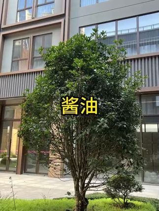 #酱油 #酱油推荐 #好物推荐