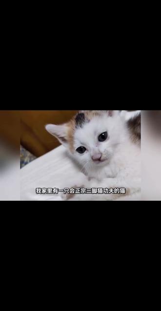 我家的猫会功夫,正宗三脚猫功夫,你家的会吗?#猫猫 #捡猫 #流浪猫救助