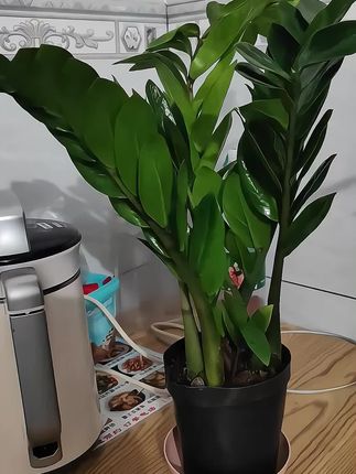 家里有做生意或者上班的,一定要养上一盆金钱树,它又叫摇钱树,寓意着财源滚滚,而且非常好养,半个月浇一次水就行,放在家里还可以净化空气,特别适合懒人新手养殖。#爱生活爱养花 #家庭养花 #绿植盆栽 #抖音推广 #强烈推荐