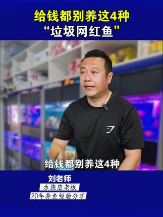 给钱都别养的4大垃圾网红鱼#蝶翼斑马鱼 #网红鱼 #养鱼