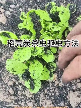 #抖音助农扶农 #我的菜园子 #种菜 #农村农业农民 #自己种菜