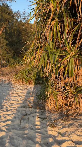 帐篷里是绝对不能放食物的,半夜野猪是真的会来拱,十一点半有个女孩的帐篷被拱了,我睡的正香呢听到几声猪哼哼,太冷了翻个身继续睡了#麦理浩径 #咸田湾 #野猪 #麦理浩径第二段 #香港徒步