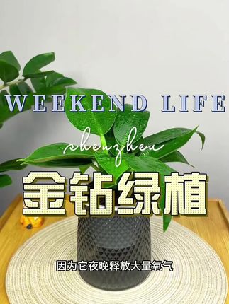 #金钻绿植 #金钻绿植盆栽 #好东西一起分享