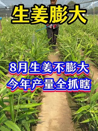 #生姜种植#生姜#大姜种植#生姜膨大#农业种植