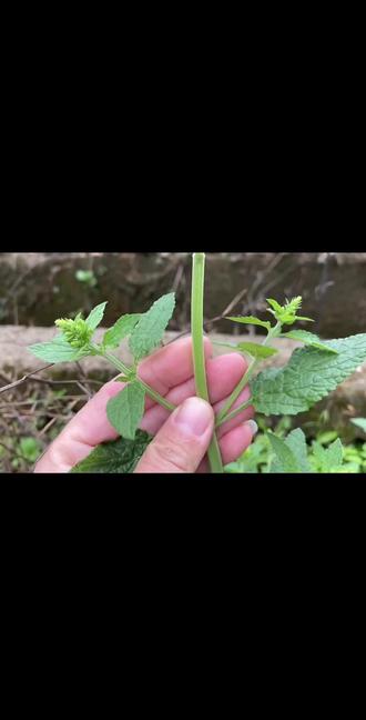 别把蛤蟆草当杂草拔了,你知道它的价值吗#植物科普小知识 #草本植物#植物百科#涨知识#强烈推荐