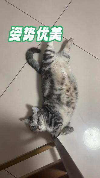 #猫咪的迷惑行为 谁家猫会这个姿势