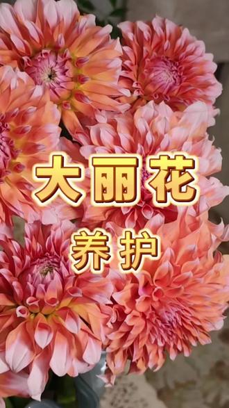 《大丽花养护方法》
大丽花养护的重点:
1️⃣先烫根,再醒花
2️⃣摘叶子,剪分叉
3️⃣低水位(10cm以下),加hvb
4️⃣勤换水,1~2天换一次水+清洗花杆
5️⃣避免空调直吹
#大丽花 #奶油桃子 #鲜花养护 #网购鲜花
