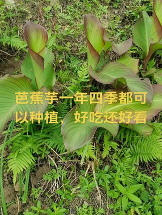 #大自然的馈赠 #我的农村生活 #芭蕉芋