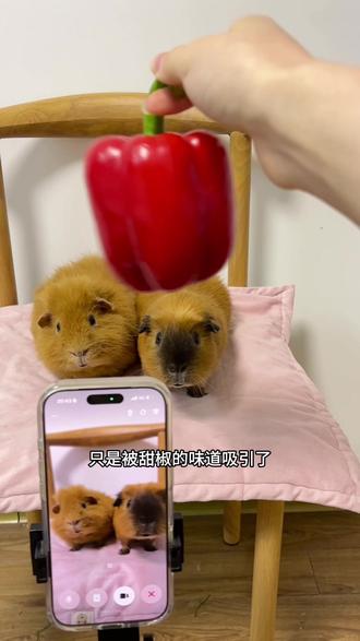 当我让豆包盯着荷兰猪不准吃甜椒时#它真的好像个小宝宝 #荷兰猪 #萌物 #萌宠出道计划