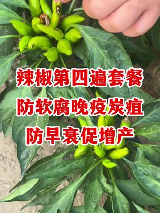 辣椒防炭疽疫病,防早衰促膨大,快速脱青转色 #辣椒种植 #辣椒高产 #辣椒病害防治 #辣椒管理 #辣椒种植技术