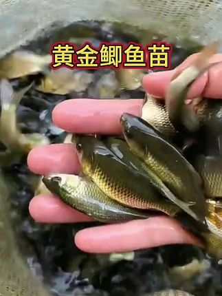黄金鲫鱼苗,生长快,抗病强,肉质细嫩好吃,全国各地都可养殖,一年可长2-3斤#鲫鱼苗 #水产养殖 #三农流量扶持计划 #抖音助农 #养鱼人