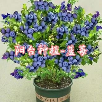 #爱生活爱养花
在阳台不光能养花,还可以试试蓝莓哦😁#用一张照片证明你是花友 #用张图证明你也是养花人